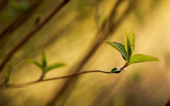 英雄联盟符文怎么